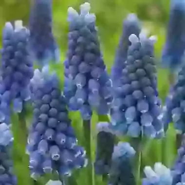 Aucheri Blue Magic